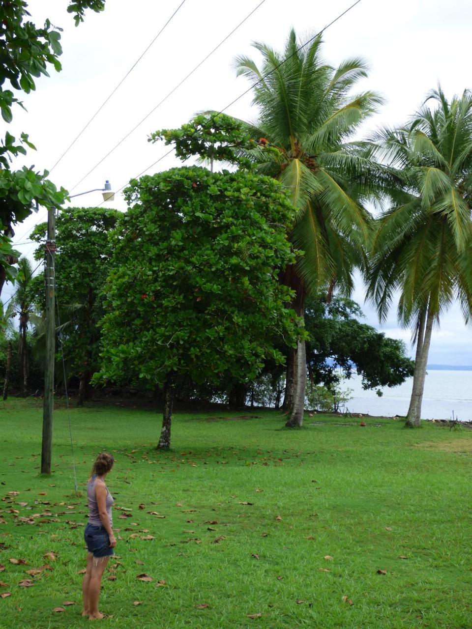 Corcovado Beach Lodge Puerto Jimenez Exterior photo